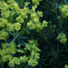 Euphorbia cyparissius fens ruby - Abriachan Nurseries, The Garden On Loch Ness